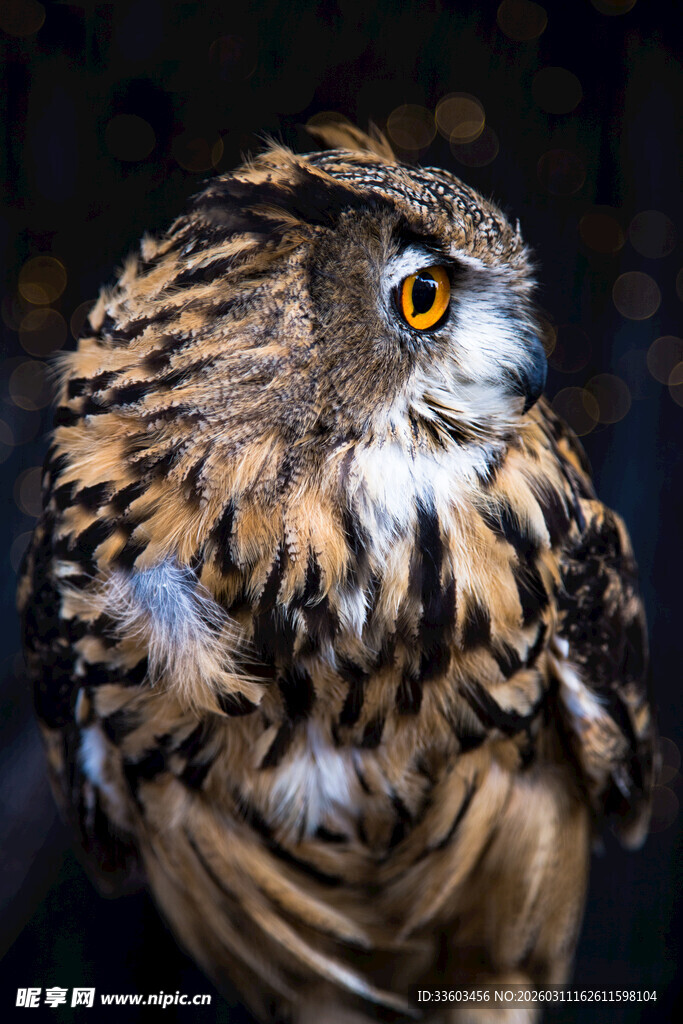 猫头鹰特写