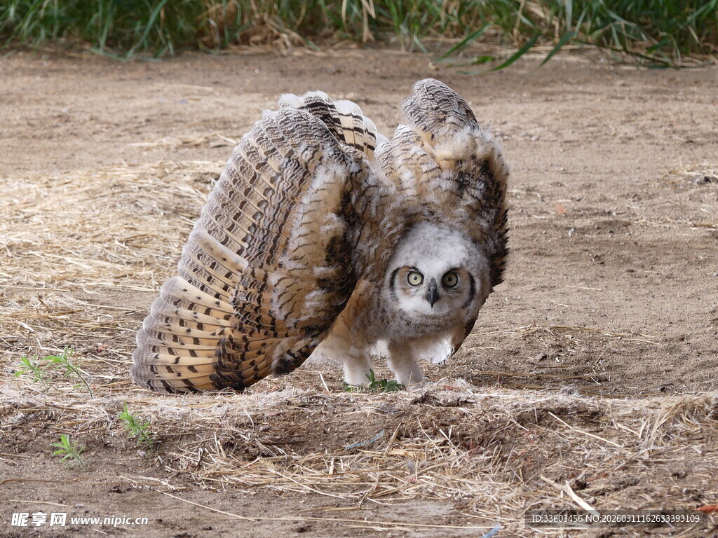 猫头鹰低头整理羽毛