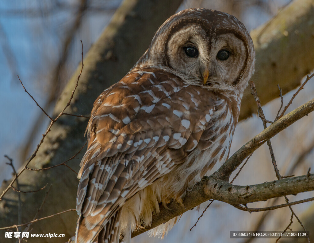 树枝上的斑点猫头鹰