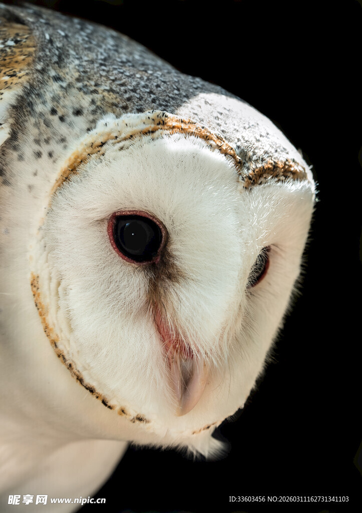 白面猫头鹰特写