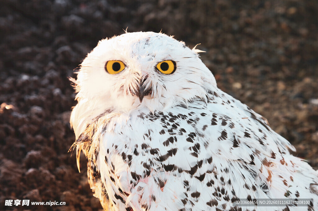 雪地中的白猫头鹰