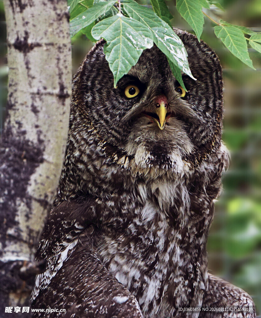 树干后探出头的猫头鹰