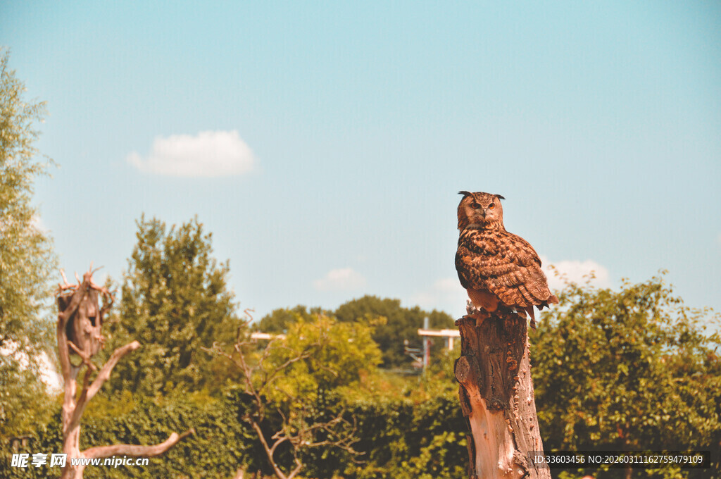 枝头猫头鹰眺望绿意丛林