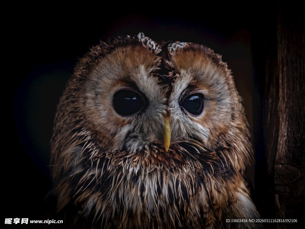 夜间猫头鹰特写