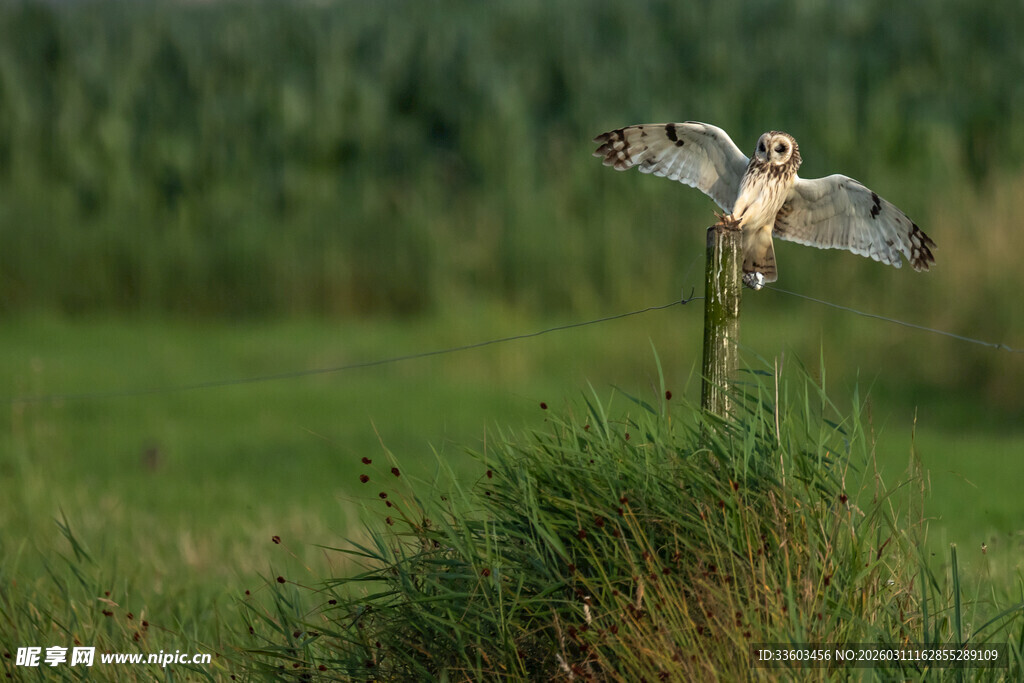 田野中的仿真猫头鹰摆件