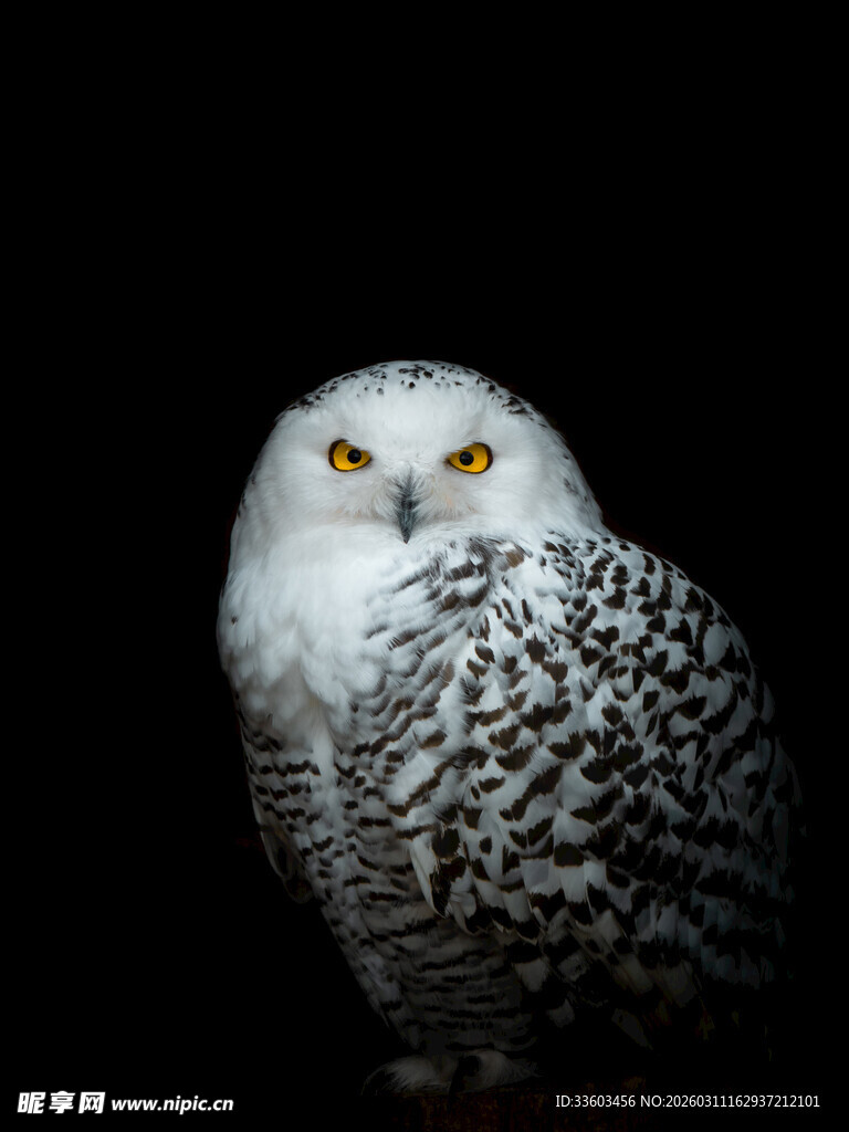 雪地中的猫头鹰