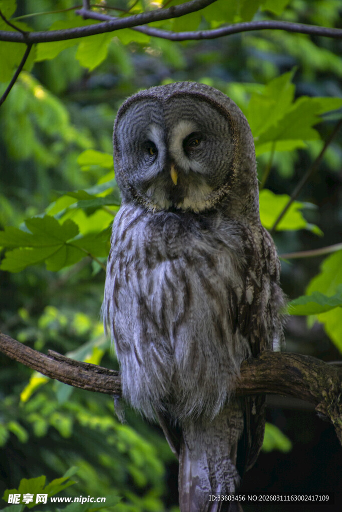 树枝上的猫头鹰