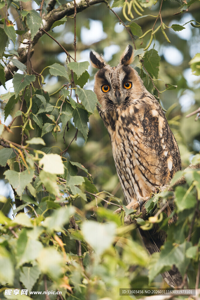 枝头栖息的猫头鹰