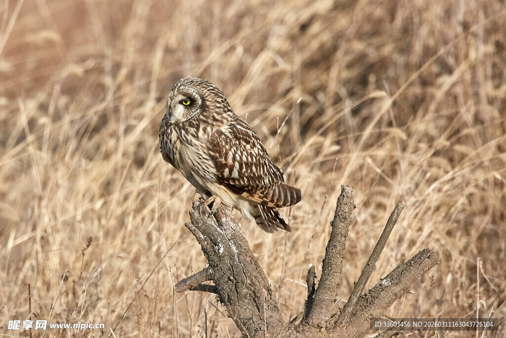 站在枯木上的短耳鸮