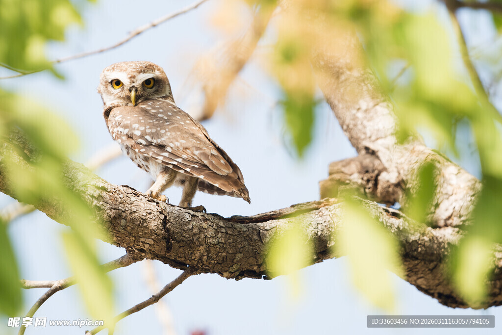树枝上的可爱猫头鹰