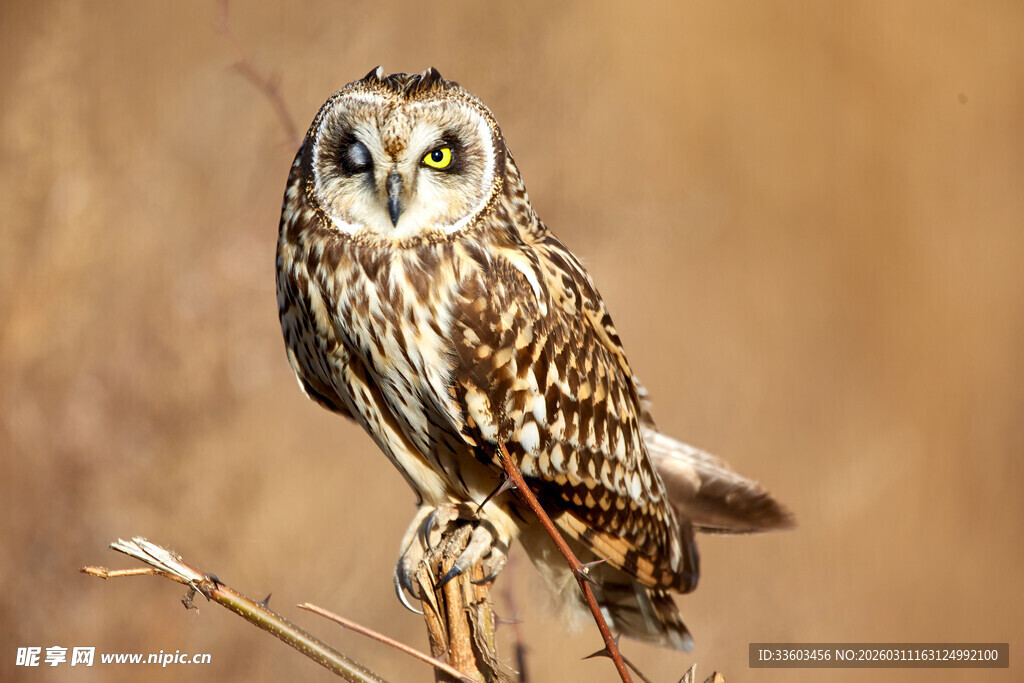 站立枝头的短耳鸮