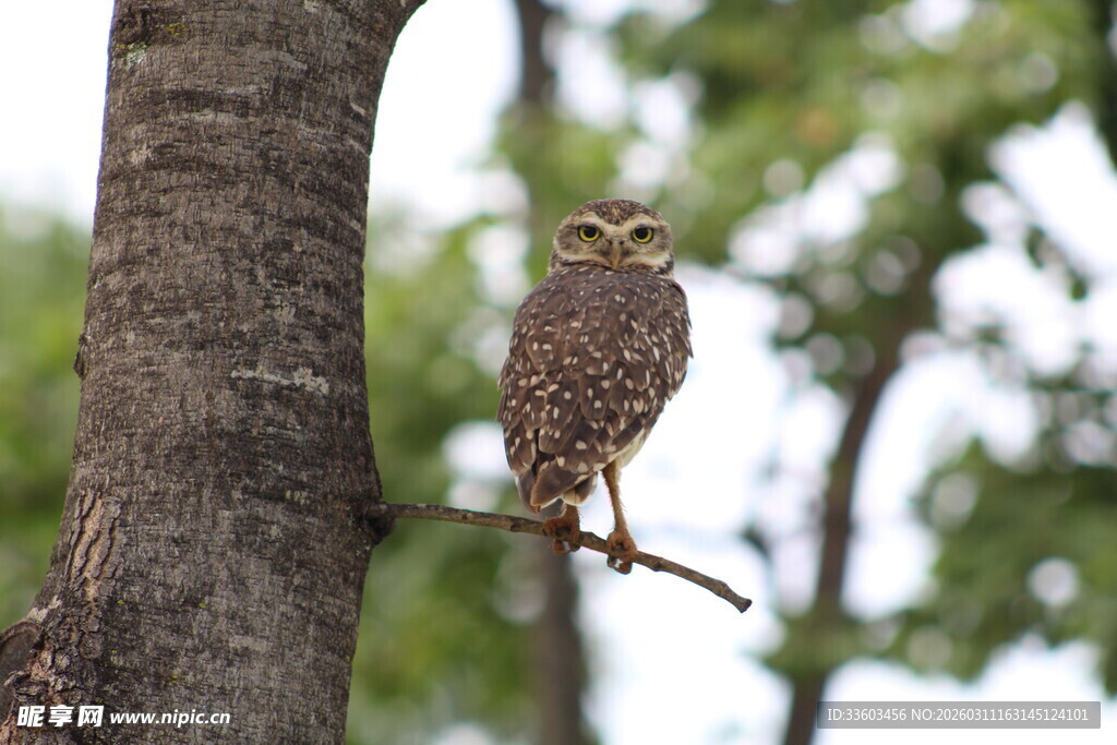 枝头栖息的美丽猫头鹰