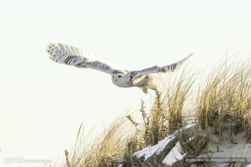 雪地上飞翔的短耳鸮
