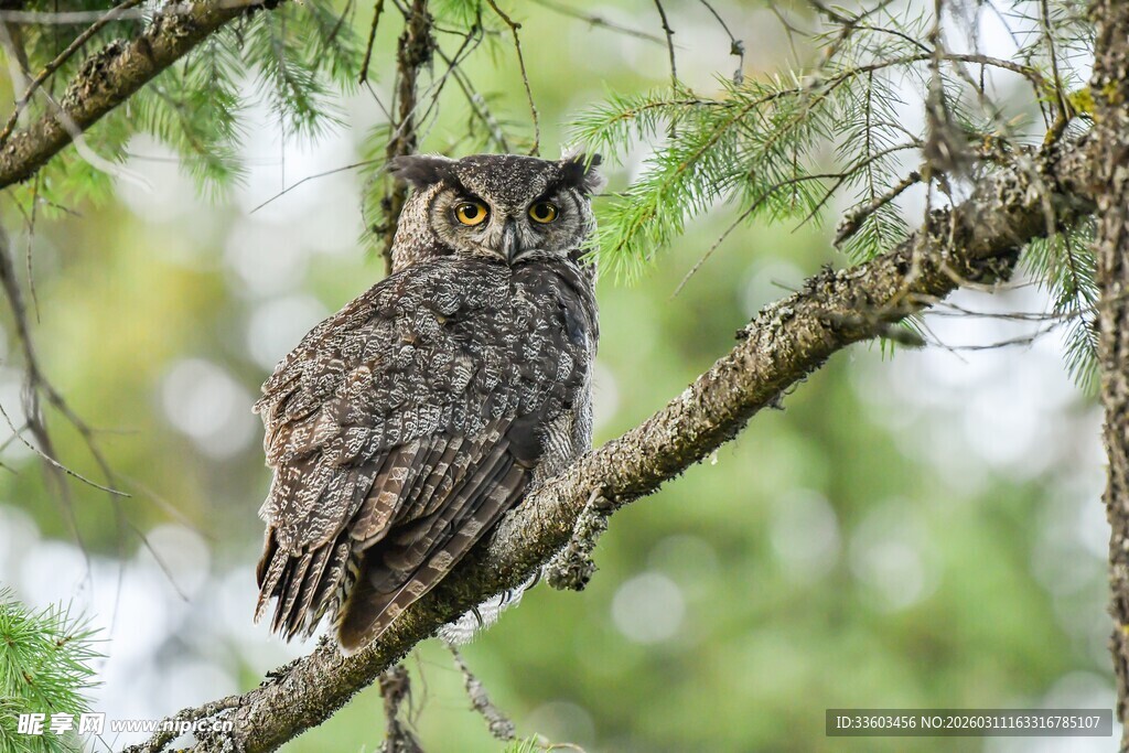 树枝上栖息的猫头鹰