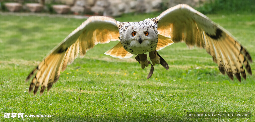 展翅飞翔的猫头鹰