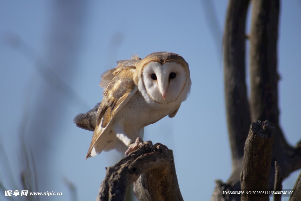 站在树桩上的仓鸮