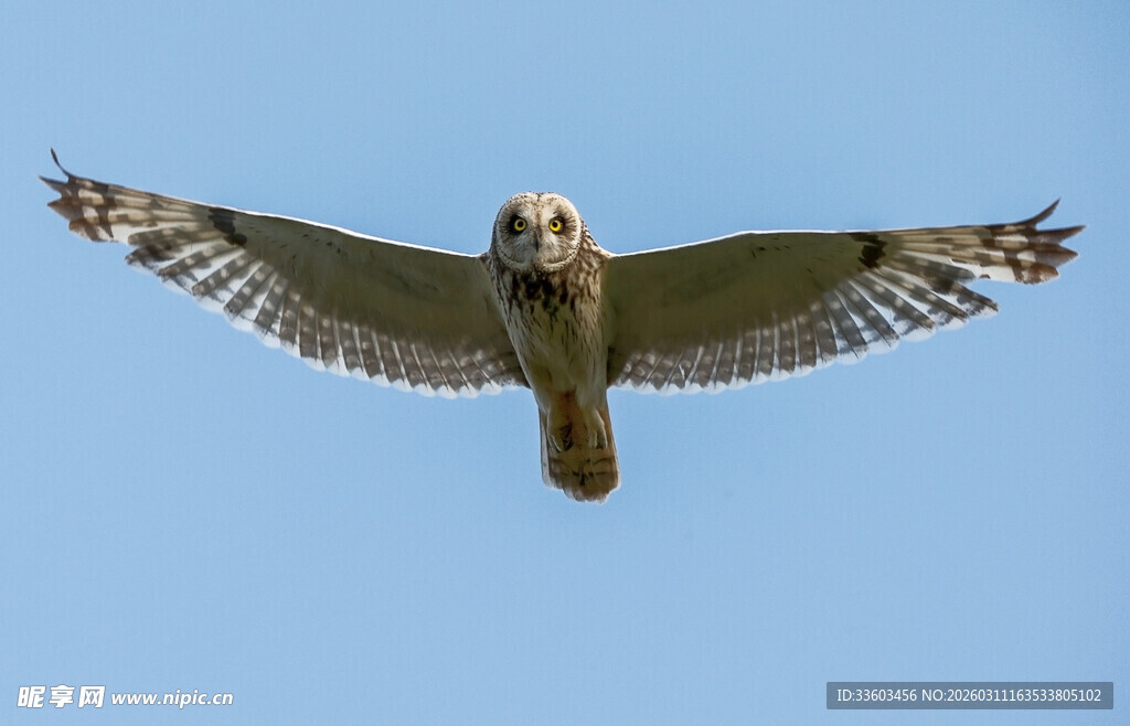翱翔蓝天的矫健飞鸟