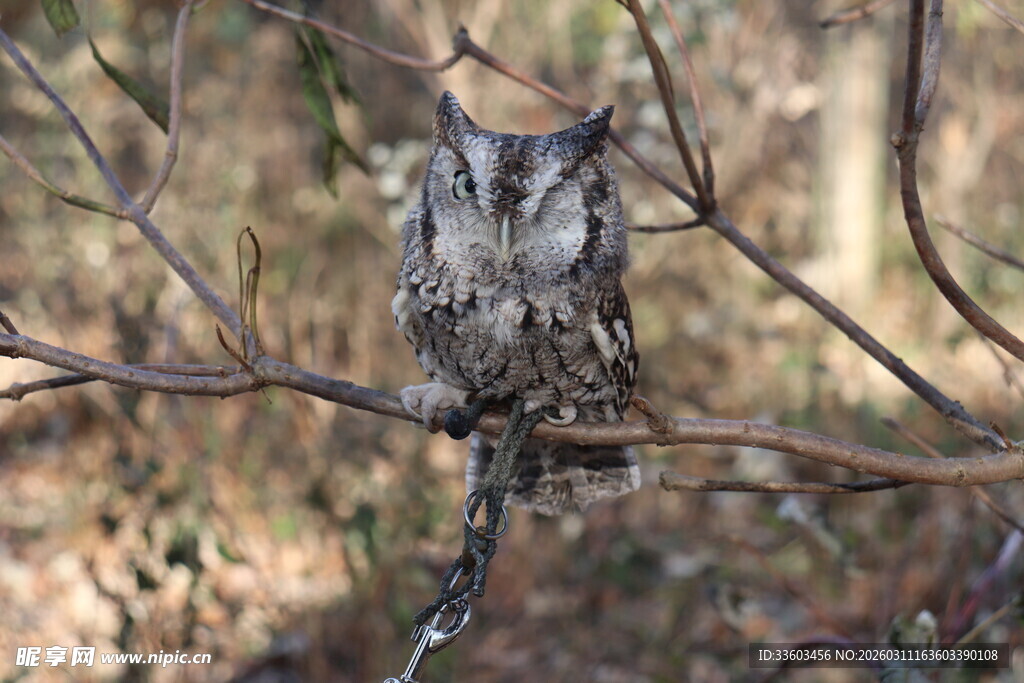 树枝上的猫头鹰