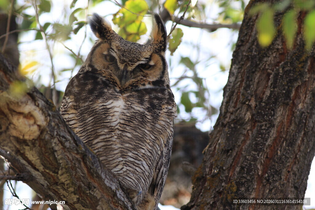 树上的猫头鹰