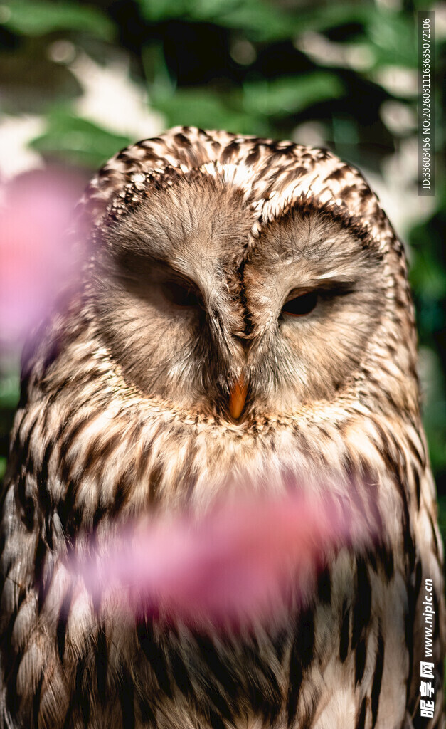闭眼的猫头鹰