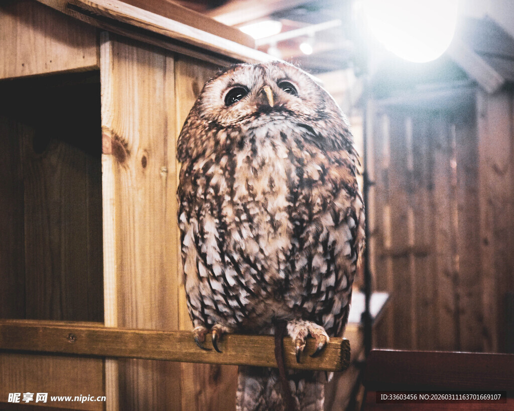 木杆上的猫头鹰