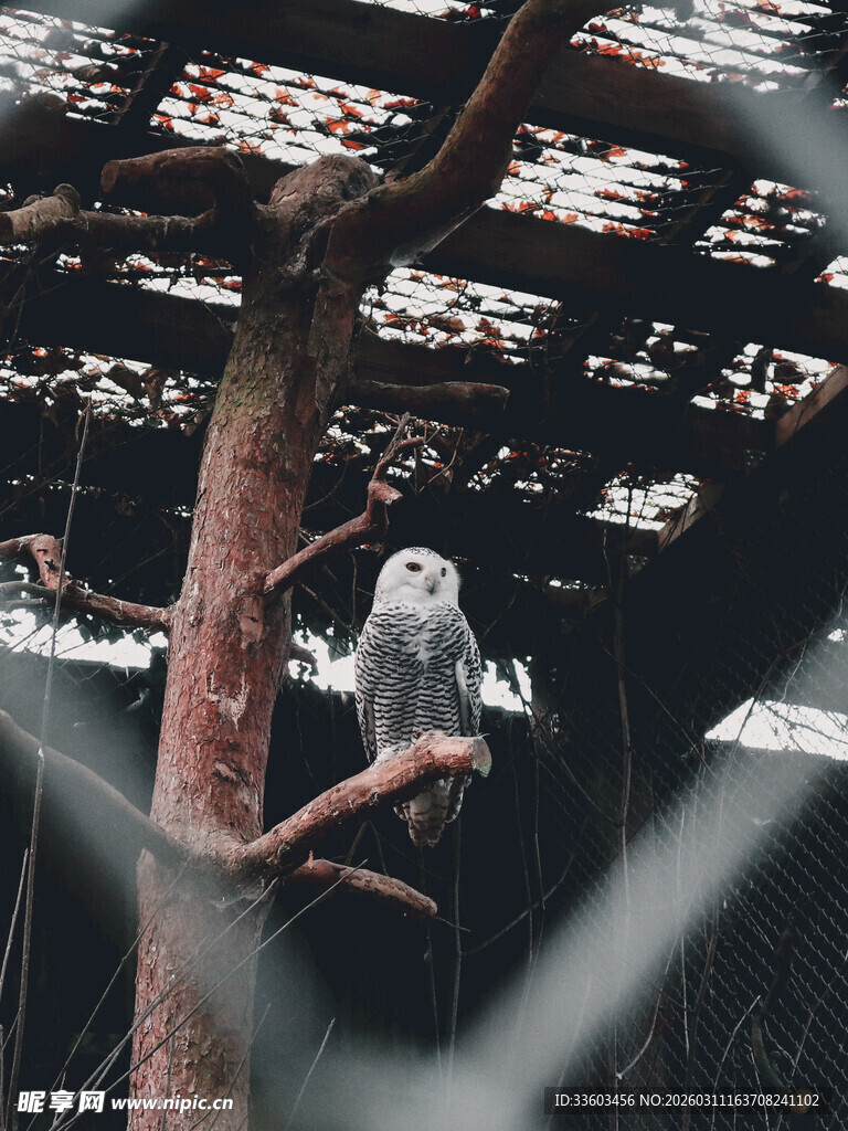 笼中鹦鹉栖息于树枝间