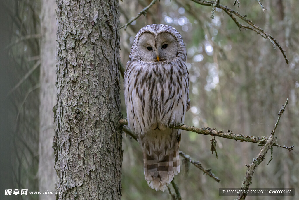 树干上栖息的长尾林鸮