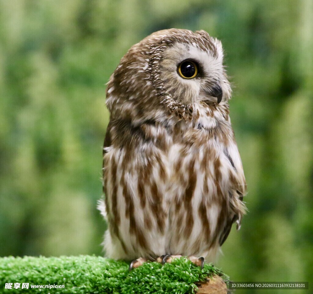 站在绿枝上的小巧猫头鹰