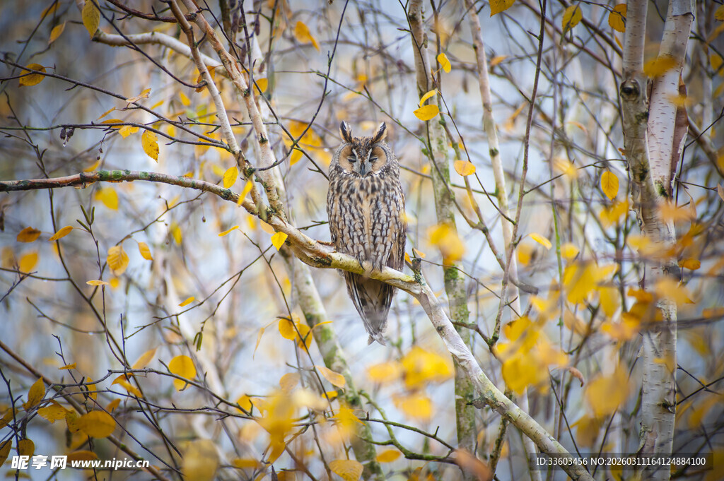 秋日树枝上的金黄树叶