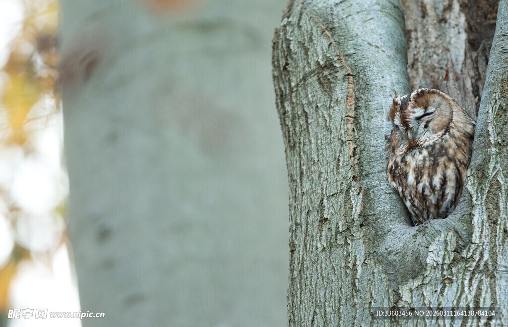 树洞中栖息的猫头鹰