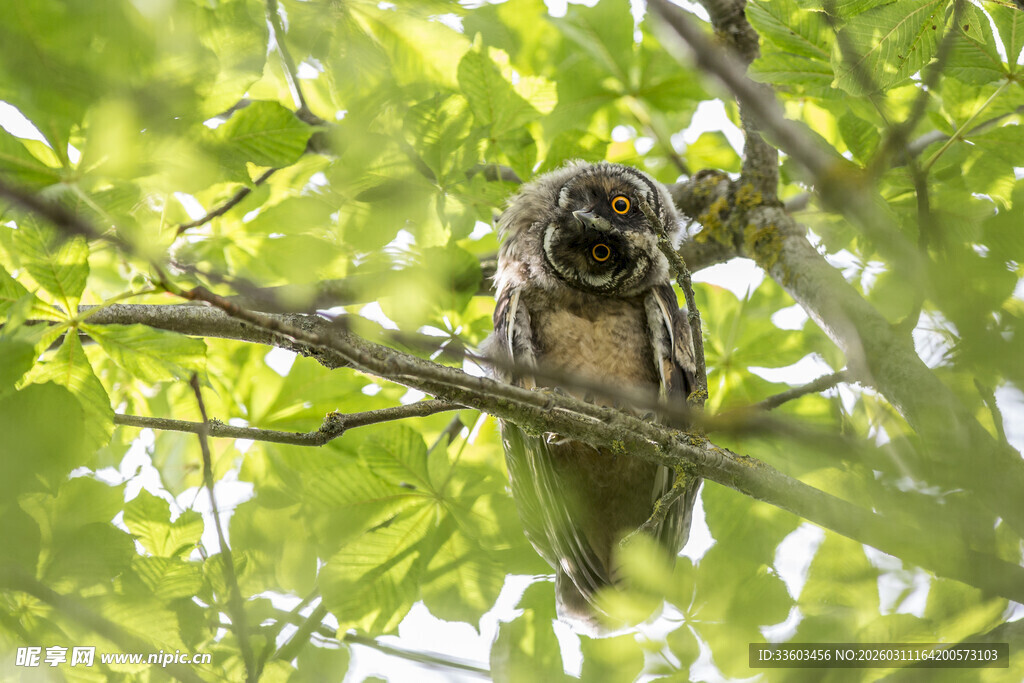 树枝上栖息的猫头鹰