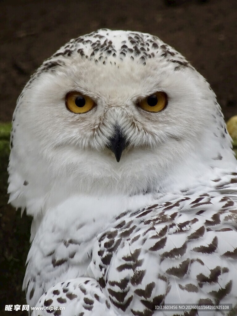雪白猫头鹰凝视镜头
