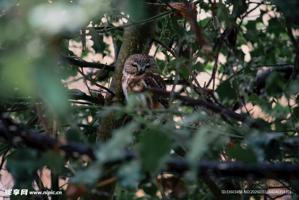 树枝间的猫头鹰