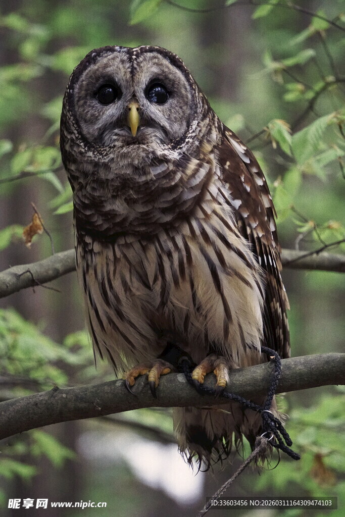 树枝上的斑点猫头鹰