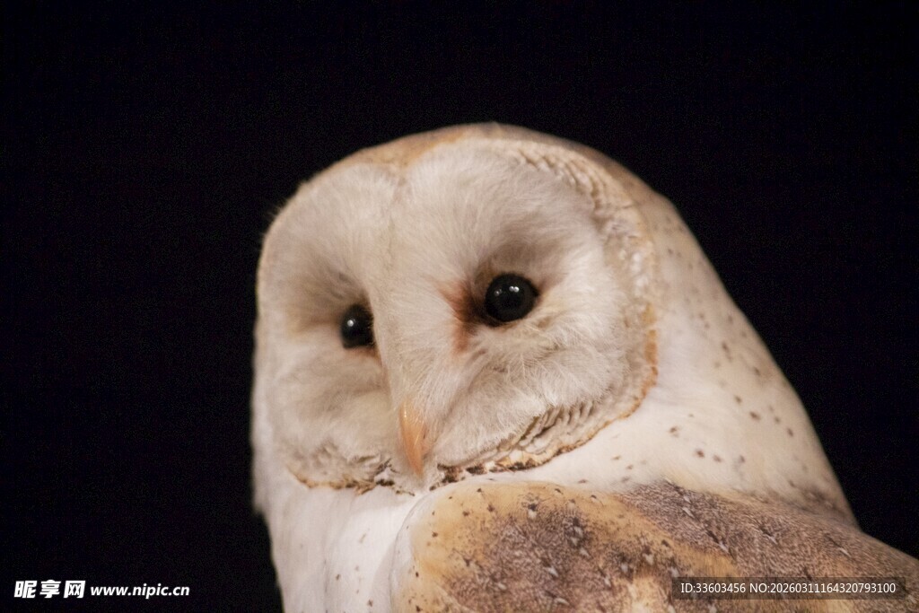谷仓猫头鹰特写