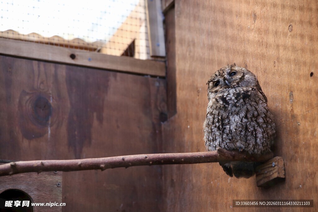 栖息在木杆上的猫头鹰