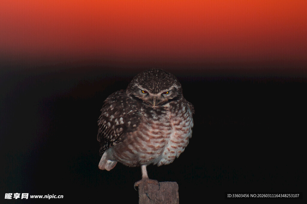 红背景下的呆萌猫头鹰