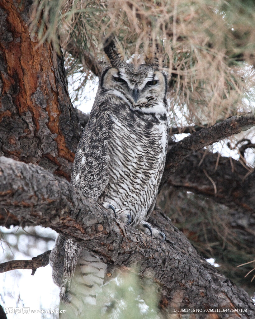 树枝上的猫头鹰