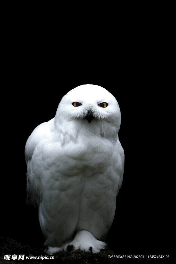 白色猫头鹰的静谧瞬间