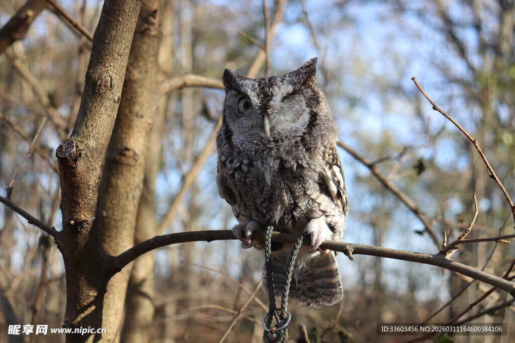 枝头栖息的灰猫头鹰