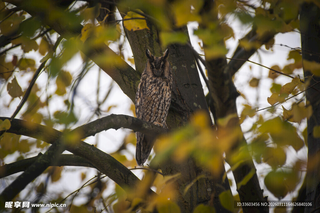 秋日树干隐于枝叶间
