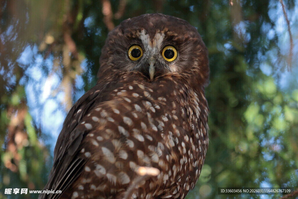 凝视的斑点猫头鹰