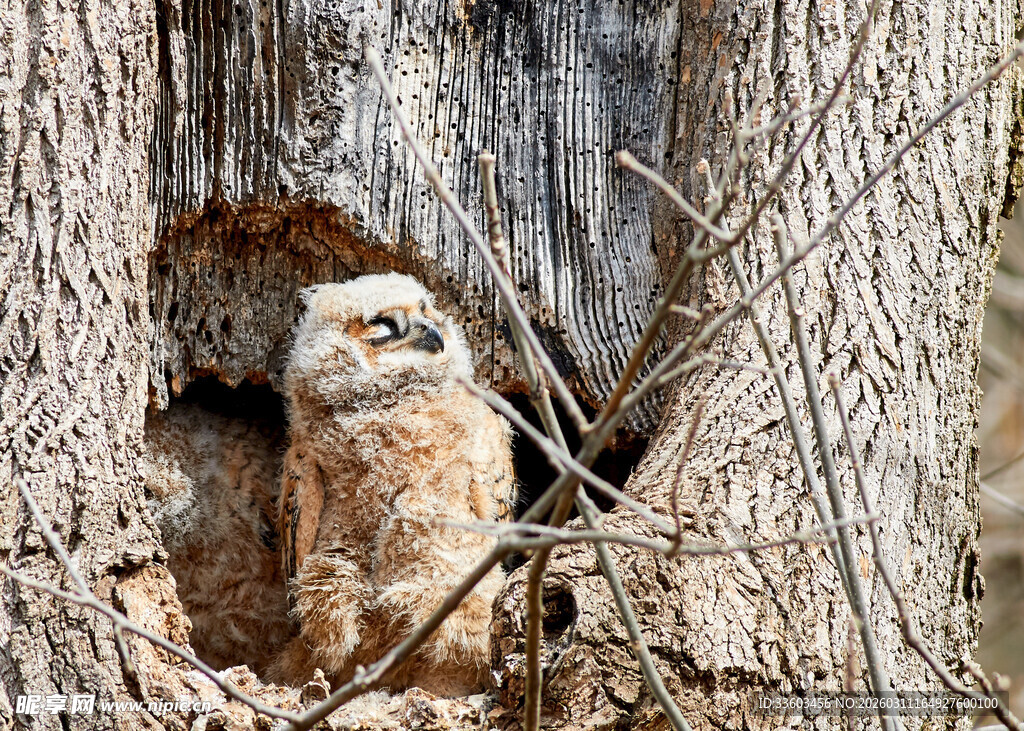 树洞中栖息的猫头鹰