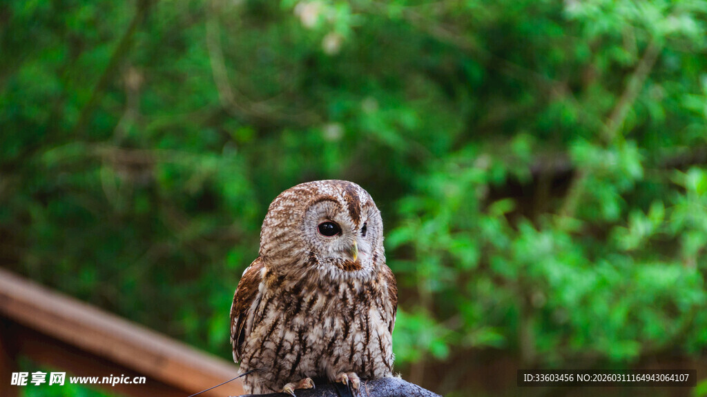 栖息的猫头鹰