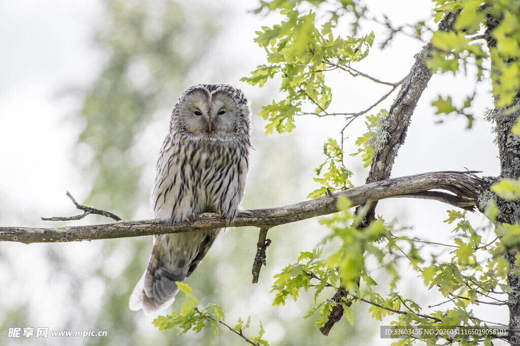 树枝上的猫头鹰
