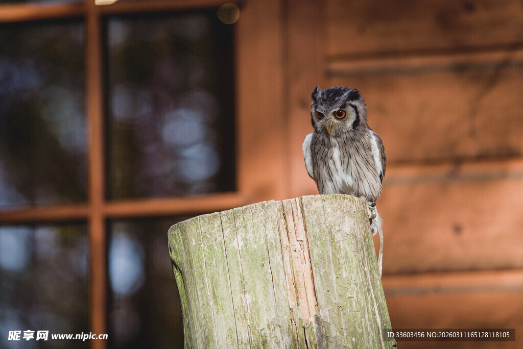 木桩上的猫头鹰