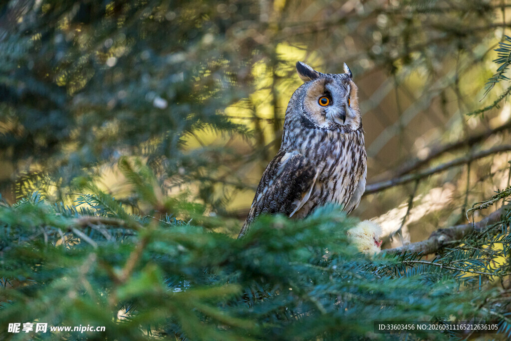 栖息于松枝上的猫头鹰