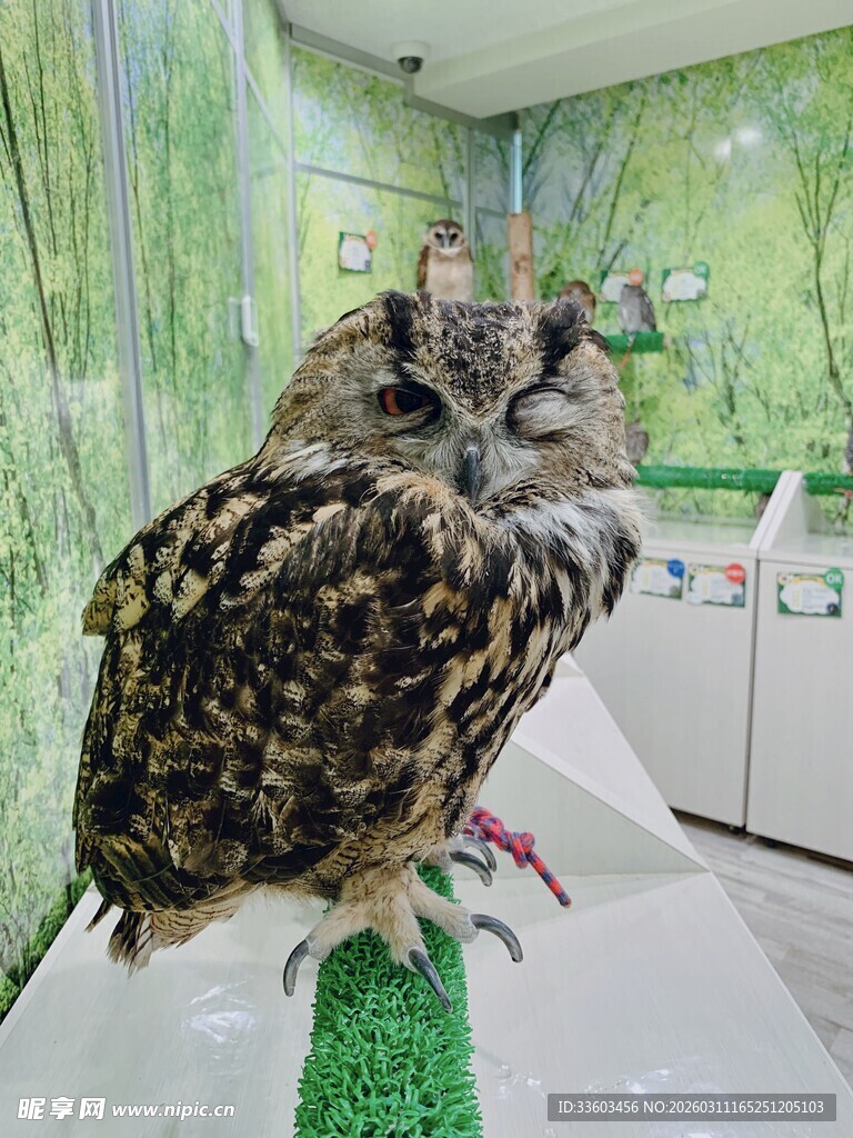 栖息在绿杆上的猫头鹰