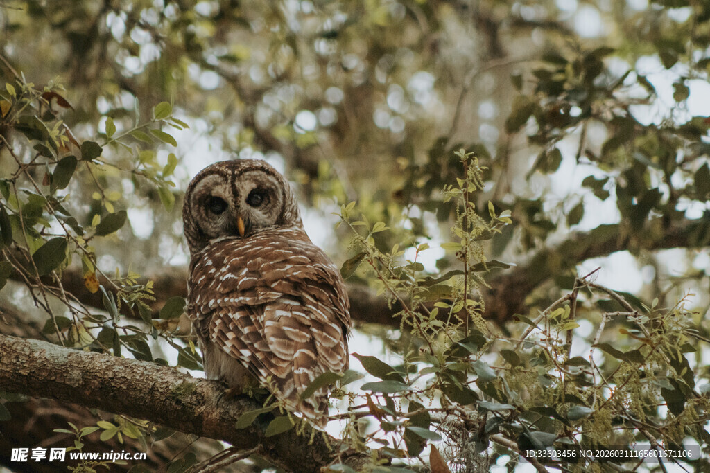 树枝上的猫头鹰