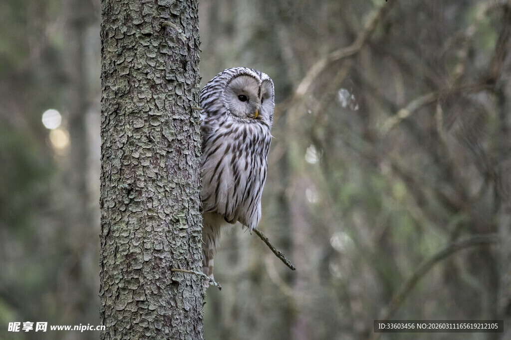 树干上的灰色猫头鹰